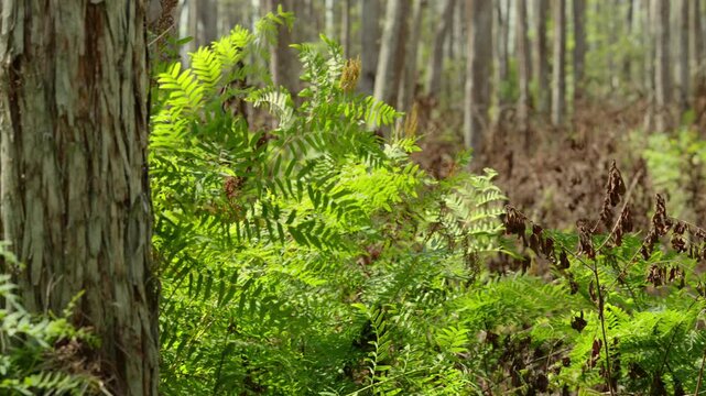 Green fern plants and forest understory in soft daylight