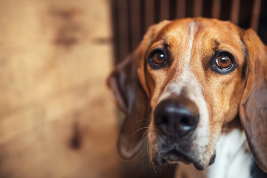 Close-Up Portrait of a Beagle Dog