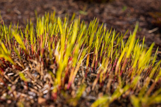 Aruncus Dioicus Zweiweltenkind Shoots Emerging in Spring Garden on Sunny April Morning Close-up of Young Yellow-Green Foliage with Red Stems in Gravel Mulch