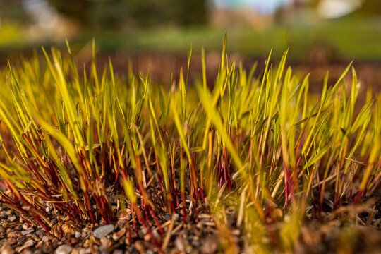 Aruncus Dioicus Zweiweltenkind Shoots Emerging in Spring Garden on Sunny April Morning Close-up of Young Yellow-Green Foliage with Red Stems in Gravel Mulch