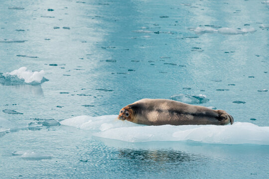 View of a seal resting on a floating ice floe in the cold blue waters near the Lilliehookbreen glacier in Svalbard, Svalbard and Jan Mayen.