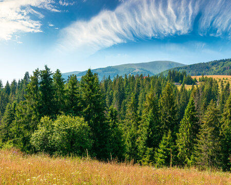 fir trees on a meadow down the will to coniferous forest in sunny mountains of Ukraine. nature background of carpathian mountain landscape for summer tourism. peaceful wonderland, forested hillside