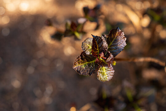 Emerging Bronze and Green Foliage of Hydrangea Macrophylla Red Angel in Spring Garden on Sunny April Morning Close-up of Young Ornamental Mophead Shrub Leaves