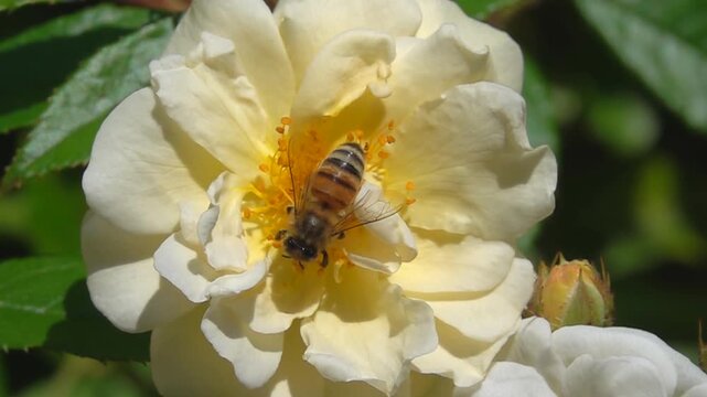  Bee, on yellow rose Flower. Honeybee and Rose.