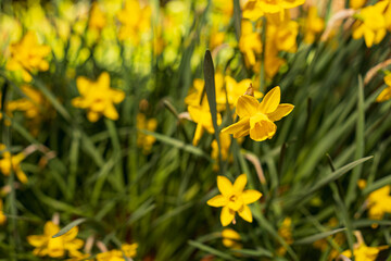 Fototapeta premium Golden Yellow Narcissus Sweetness Jonquil Daffodil Flowers Blooming in Spring Garden on Sunny April Morning Close-up of Vibrant Fragrant Seasonal Floral Display