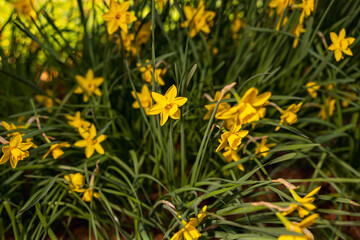 Fototapeta premium Golden Yellow Narcissus Sweetness Jonquil Daffodil Flowers Blooming in Spring Garden on Sunny April Morning Close-up of Vibrant Fragrant Seasonal Floral Display