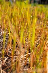 Obraz premium Japanese Blood Grass Imperata Cylindrica Sprouting from Soil on Sunny April Morning Close-up of Emerging Green and Red Blades in Spring Garden Nature Background