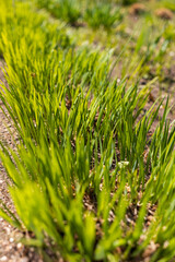 Fototapeta premium Vibrant Green Grass and Young Perennials Sprouting from Fertile Garden Soil on a Sunny April Morning Close-up of Fresh Spring Growth and Nature Awakening
