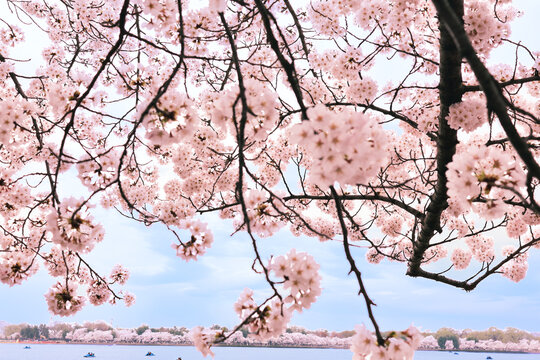 Spring Cherry Blossom in Full Bloom Washington, DC Tital Basin