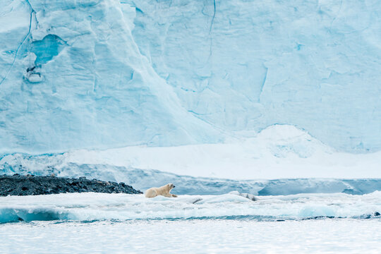 View of a polar bear resting on an ice floe in front of a massive blue glacier wall and icy waters Svalbard, Svalbard and Jan Mayen.