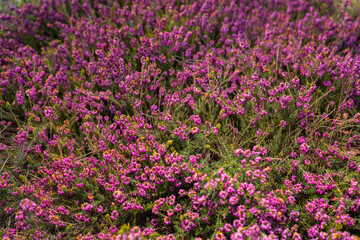 Fototapeta premium Vibrant Pink Erica Carnea Winter Heath Blooming in Spring Garden on Sunny April Morning Dense Floral Groundcover and Evergreen Foliage Nature Background Close-up