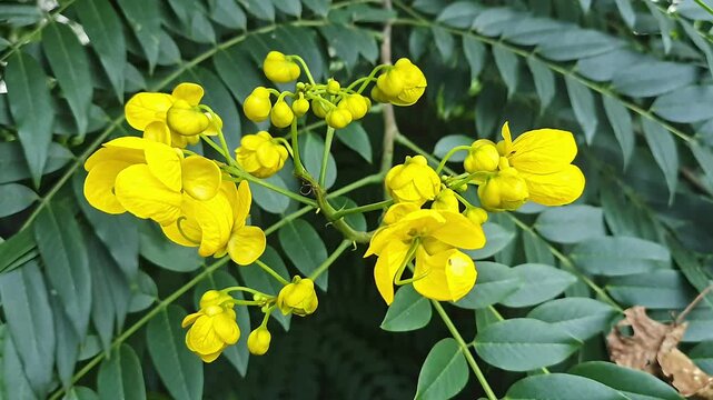 Closeup video of golden wonder tree flowers and leaves glowing in sunlight tropical garden foliage