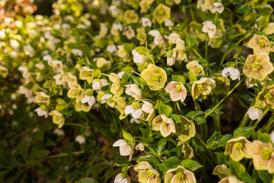 Helleborus Niger Josef Lemper Christmas Rose Blooming in Spring Garden Sunny April Morning Close-up of Spotted White Flowers and Green Foliage Nature Background