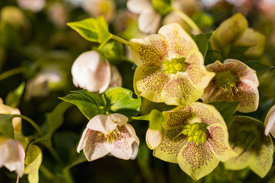 Helleborus Niger Josef Lemper Christmas Rose Blooming in Spring Garden Sunny April Morning Close-up of Spotted White Flowers and Green Foliage Nature Background