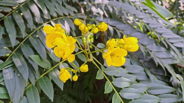 Closeup video of golden wonder tree flowers and leaves glowing in sunlight tropical garden foliage