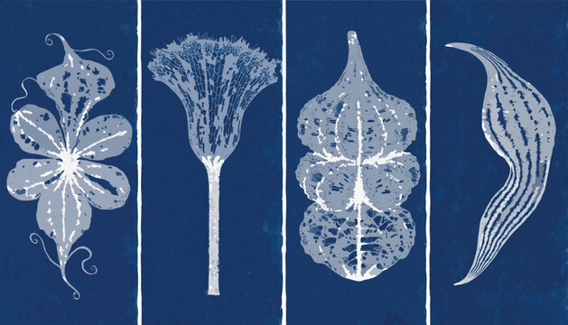 Microscopic views of siphonophores delicate colonial hydrozoans in the ocean