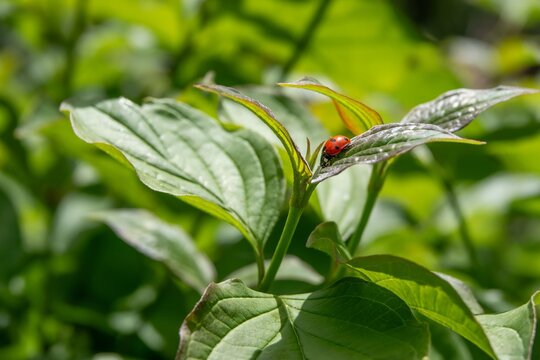 seven spotted ladybug ladybird on a green leaf with a blurred background