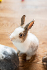 Obraz premium Cute Domestic Rabbits and Bunny Varieties Relaxing and Playing in a Safe Indoor Fenced Enclosure with Wooden House, Hay Feeder, and Pet Care Accessories in a Home