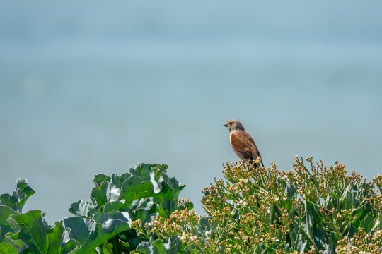 the common linnet a slim bird with a long tail named after their favourite food seed linseed, perched on a bush with the sea blurred in the background