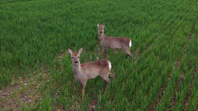 Wild Deer in the Green Fields