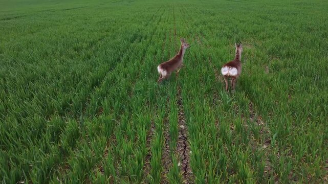 Wild Deer in the Green Fields