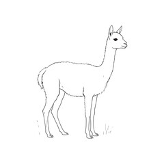 Fototapeta premium Line of a guanaco standing on grass llama camelid animal wildlife