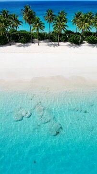 Aerial view of tropical palm trees lining a white sand beach and clear turquoise ocean water.