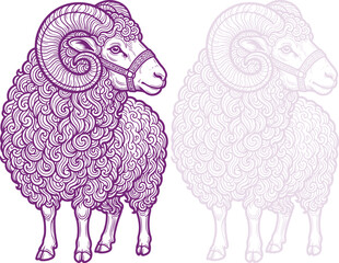 Ram illustration with curly wool and horns in purple line art style American Occassion © Rayhan K.