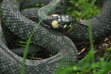 Obraz premium Green snake resting on the ground surrounded by grass and plants in a forest setting