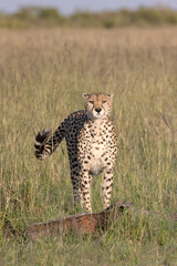 Naklejka premium Cheetah Eyes