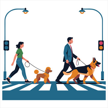 Walking dogs on zebra crossing