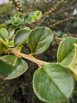 pink cotoneaster flower buds on green branches	
