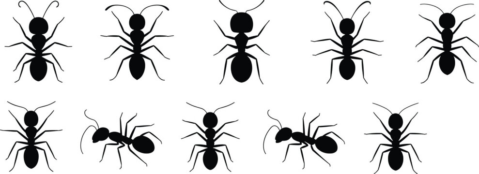 Ant Silhouette Collection with Multiple Insect Poses Isolated Black Vector Illustration Set for Nature and Pest Design
