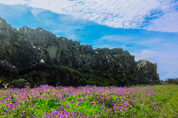 Obraz premium Blooming Purple Wildflower survives Volcanic Eruption Landscape