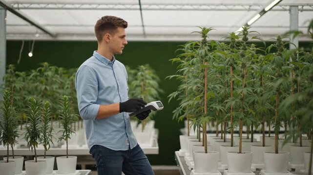 Young Male Agronomist Inspecting Leafy Cultivated Plants in a Modern Greenhouse Facility for Quality