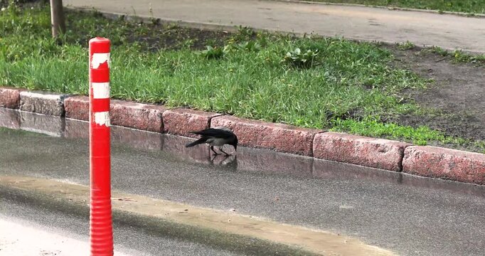 A gray crow eats a piece of bread on the road. Bird conservation in the city