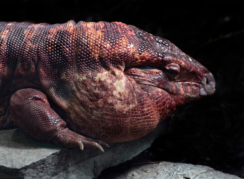 Red teju male head. Latin name - Salvator rufescens	
