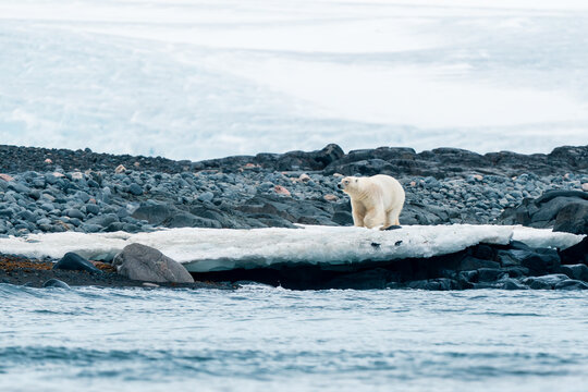 View of a polar bear walking on a patch of ice along a rocky shoreline with a glacier in the background Svalbard, Svalbard and Jan Mayen.