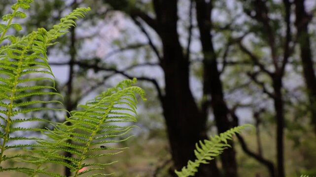Close-up of a bright green fern frond unfurling in a natural forest environment in Ghandruk Nepal