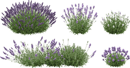Lavender flower bushes and shrubs collection aromatic herbal plant vector elements set for organic cosmetics © Neural Nexus