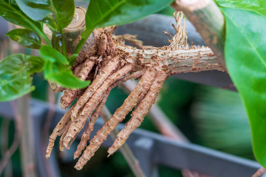 A close-up of a tropical plant's woody stem producing aerial roots or adventitious roots. Flora