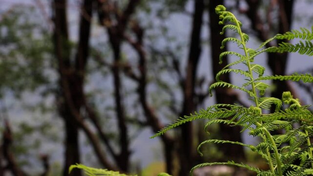 Close-up of a bright green fern frond unfurling in a natural forest environment in Ghandruk Nepal