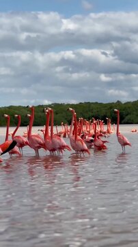 Wild flamingos in the natural wetlands of Celestun, Yucatan, Mexico,