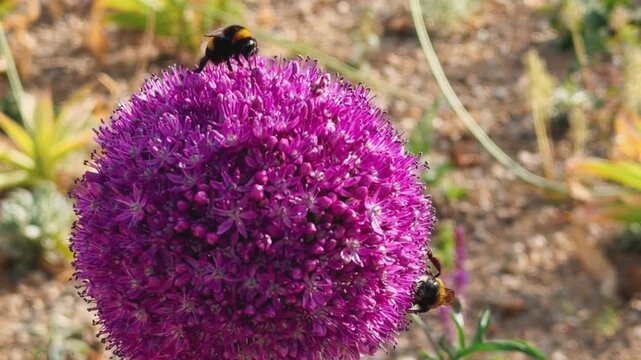 Two bumble bees searching for pollen on a purple blooming Allium plant