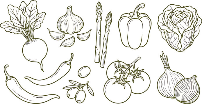 Set of fresh vegetables and herbs, hand drawn sketch style beetroot, garlic, asparagus, bell pepper, cabbage, chili pepper, olives, tomato, onion