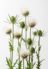 Fototapeta premium Group of Wild Thistle Flowers and Seed Heads Isolated on White Background for Botanical Design