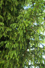 Fototapeta premium Young shoots of a large green spruce tree in spring