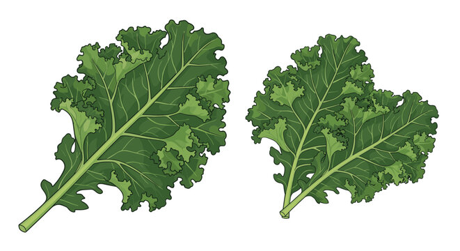 Fresh green kale leaves with curly edges and visible veins are displayed as a healthy superfood ingredient for salads or green smoothies.