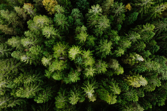 Aerial View of Dense Green Pine Forest Sweden