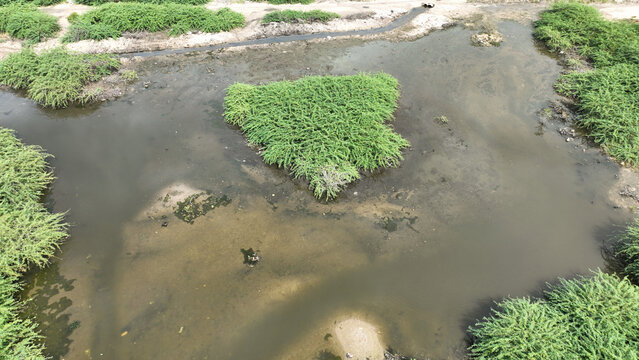 Pond Neltuma juliflora Prosopis wetland environment aerial view marsh swamps area semi-aquatic brackish or saltwater salt tolerant plants tidal marshes shorelines habitat restoration coastal muddy